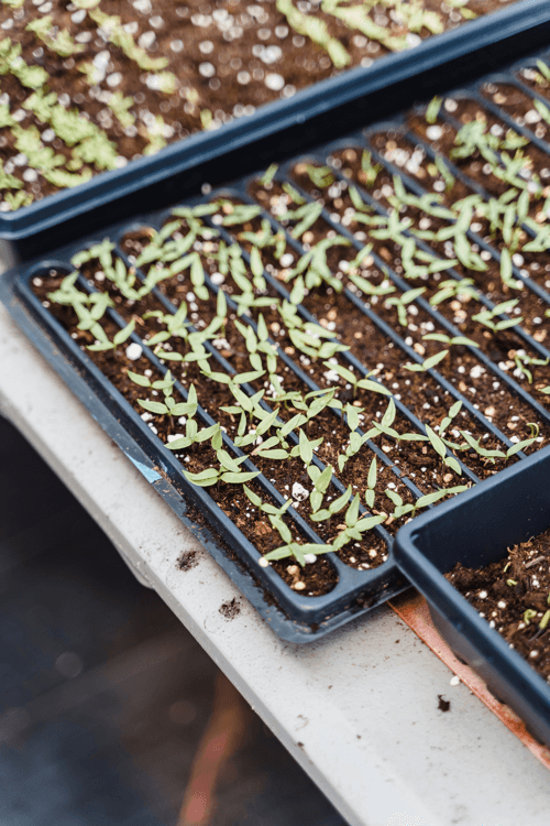 Substrates for seedbeds: Types and which to choose