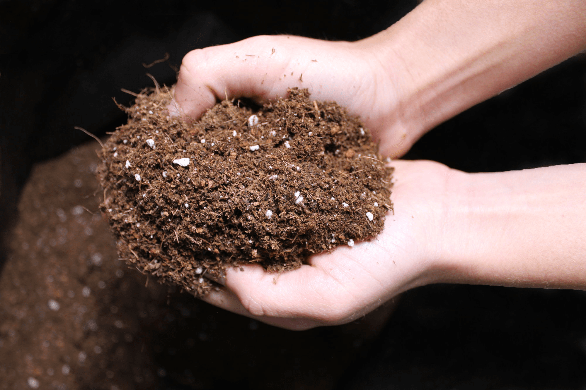 Black peat or blond peat: Which to choose
