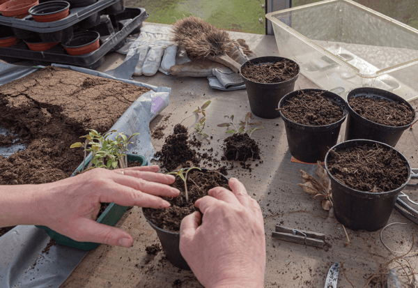 Black Peat: What it is and what it is used for
