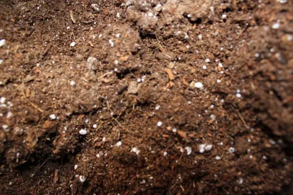 Blond Peat: What it is and its properties