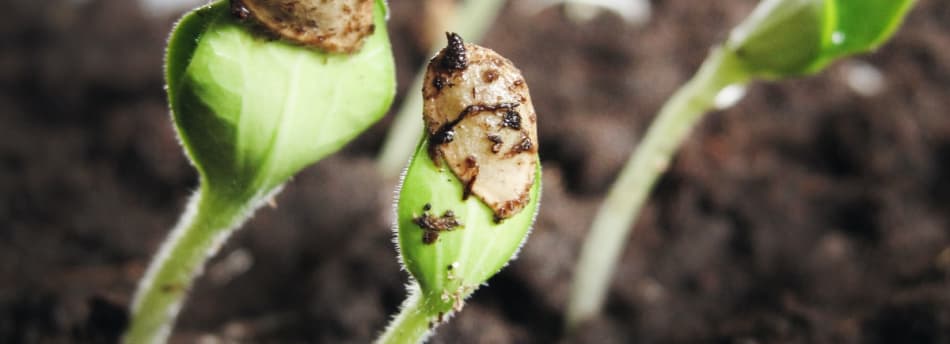 Agroplus